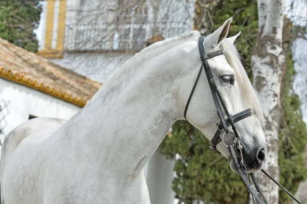 Πορτρέτο Του Όμορφη Καθαρόαιμους Προ Stallion Στην Εκγύμναση Χαλινάρι Ανδαλουσία — Φωτογραφία Αρχείου