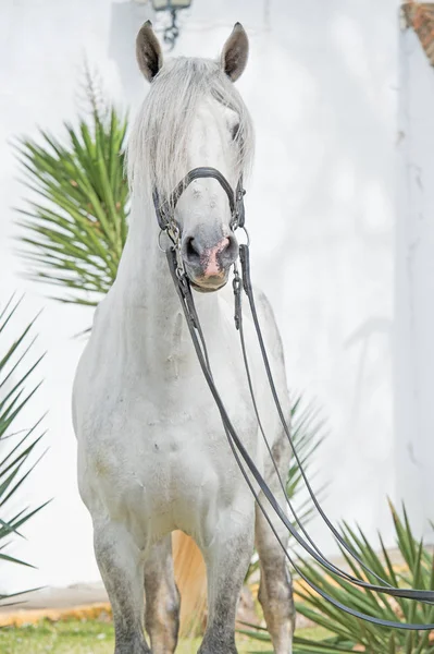 Portret Van Prachtige Rasechte Pre Hengst Dressuur Hoofdstel Andalusië Spanje — Stockfoto