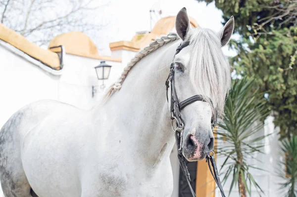 Πορτραίτο Του Καθαρόαιμος Προ Stallion Στην Εκγύμναση Χαλινάρι Ανδαλουσία Ισπανία — Φωτογραφία Αρχείου
