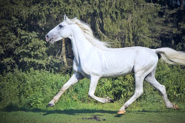 Running White Beautiful Orlov Trotter Stallion Paddock — Stock Photo, Image