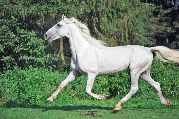 Correndo Branco Bonito Orlov Trotter Garanhão Paddock — Fotografia de Stock