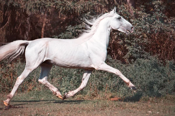 Running White Beautiful Orlov Trotter Stallion Freedom — Stock Photo, Image