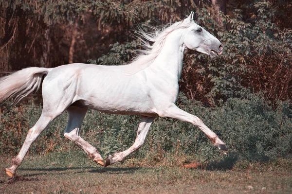 Bílý Hřebec Krásné Trotter Orlov Otáčkách Svobody — Stock fotografie