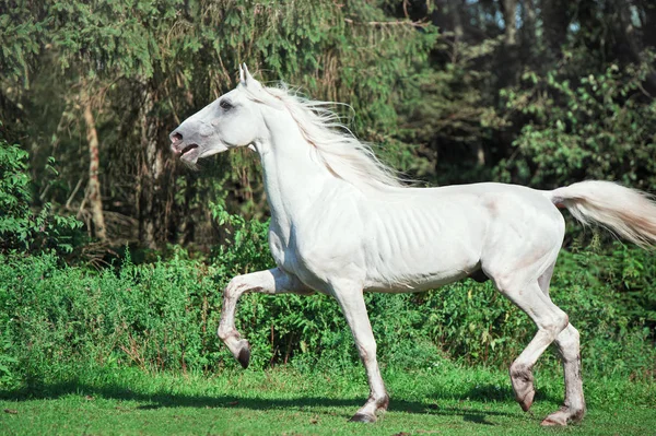 Running White Beautiful Orlov Trotter Stallion Paddock — Stock Photo, Image