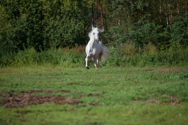 Běží Bílý Hřebec Krásné Trotter Orlov Svobodu Jarní Sezóna — Stock fotografie