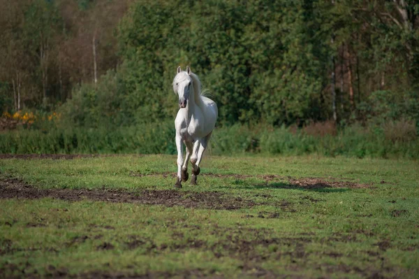 Running Witte Mooie Orlov Trotter Hengst Vrijheid Lente Seizoen — Stockfoto