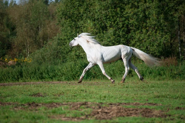 Correndo Branco Belo Garanhão Trotter Orlov Liberdade Estação Primavera — Fotografia de Stock