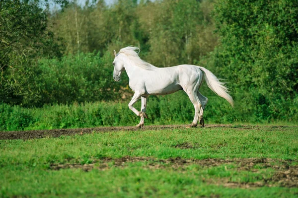 Kör Vit Vacker Orlov Travare Hingst Frihet Vårsäsongen — Stockfoto