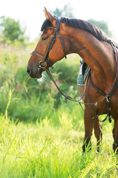 Retrato de cavalo esportivo no prado — Fotografia de Stock