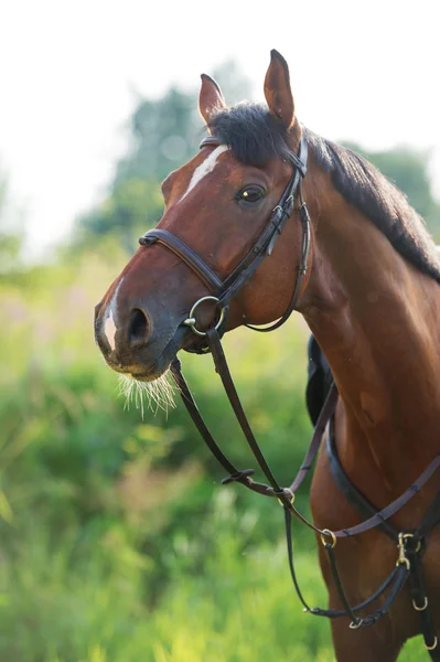 Portrait of sportive horse on meadow — Stock Photo, Image