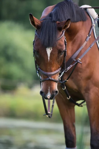 Ritratto di cavallo sportivo sullo sfondo del lago — Foto Stock