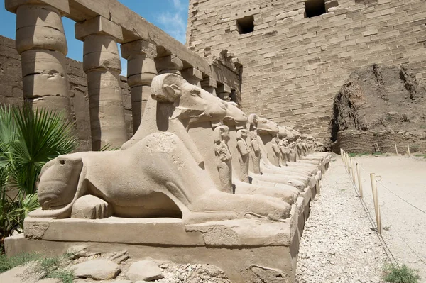 Statues égyptiennes antiques de sphinx dans le temple karnak de Louxor — Photo