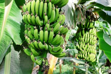 yeşil muz bitki şubesine. yakın çekim