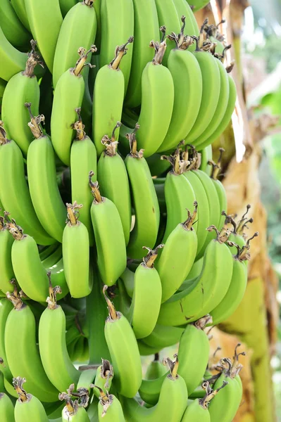 Grüner Bananenzweig. Nahaufnahme — Stockfoto