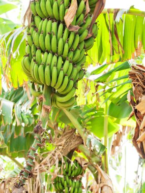 yeşil muz dalları. İsrail