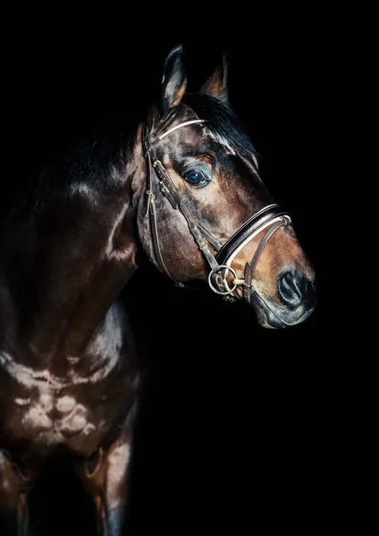 Portrait of horse in low key at black background — Stock Photo, Image