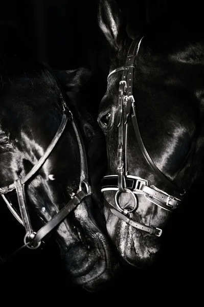 Portrait of  beautiful  breed horses posing together at black ba — Stock Photo, Image