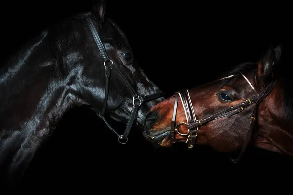 Portret pięknej rasy koni na czarnym tle. — Zdjęcie stockowe
