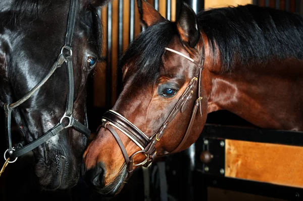 Portrait of  couple beautiful  breed horses posing together. sta — Stock Photo, Image