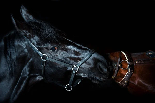 Porträt von 2 wunderschönen Pferden auf schwarzem Hintergrund. schließen — Stockfoto