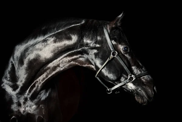 Porträtt av vacker svart häst i lågmäld — Stockfoto