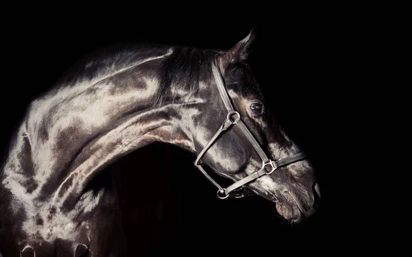 Portret Van Mooi Zwart Paard Rond Zwarte Achtergrond Studio Schoot — Stockfoto