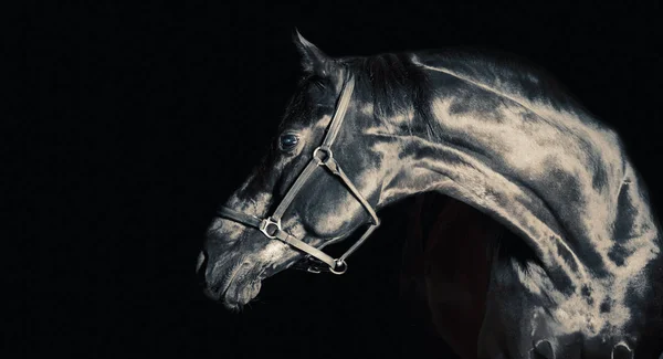 Ritratto di bellissimo cavallo nero su sfondo nero. studi — Foto Stock