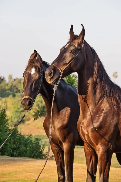 Éguas marwari negras posando juntas. Índia — Fotografia de Stock