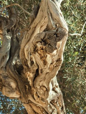 zeytin ağacının kök. yakın çekim. Kıbrıs