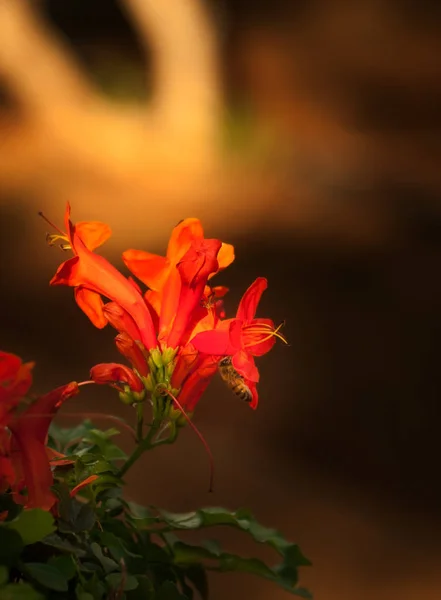 Orange blomma med bee. Cypern — Stockfoto