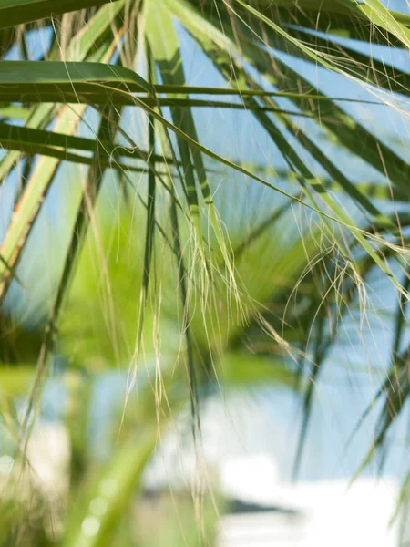 Palm leaves close up agaist palm tree. Cyprus — Stock Photo, Image