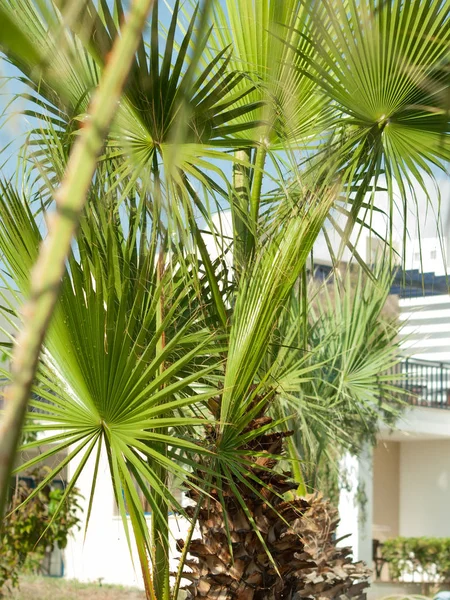 Palm leaves  agaist palm tree. resort,  Cyprus — Stock Photo, Image