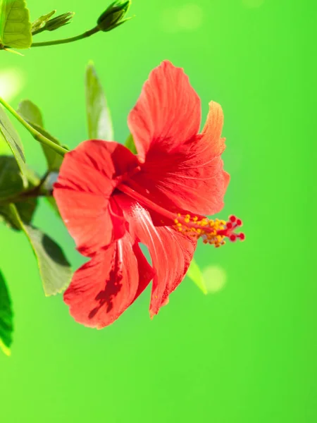 Fiore rosso Hibiscus sullo sfondo verde. Cipro — Foto Stock