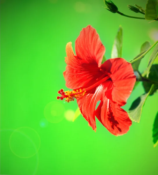 녹색 배경에 붉은 꽃 히 비 스커 스. 사이 프 러 스 — 스톡 사진