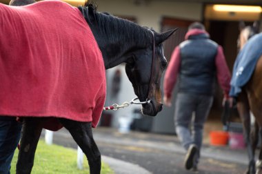 defne safkan at yarıştan önce yürüyüş. Paris, Fransa