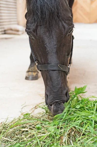 Портрет кормящей черной лошади в конюшне — стоковое фото
