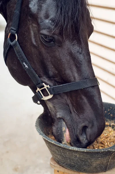 Portret van het voederen van zwarte paard in stal Stockfoto