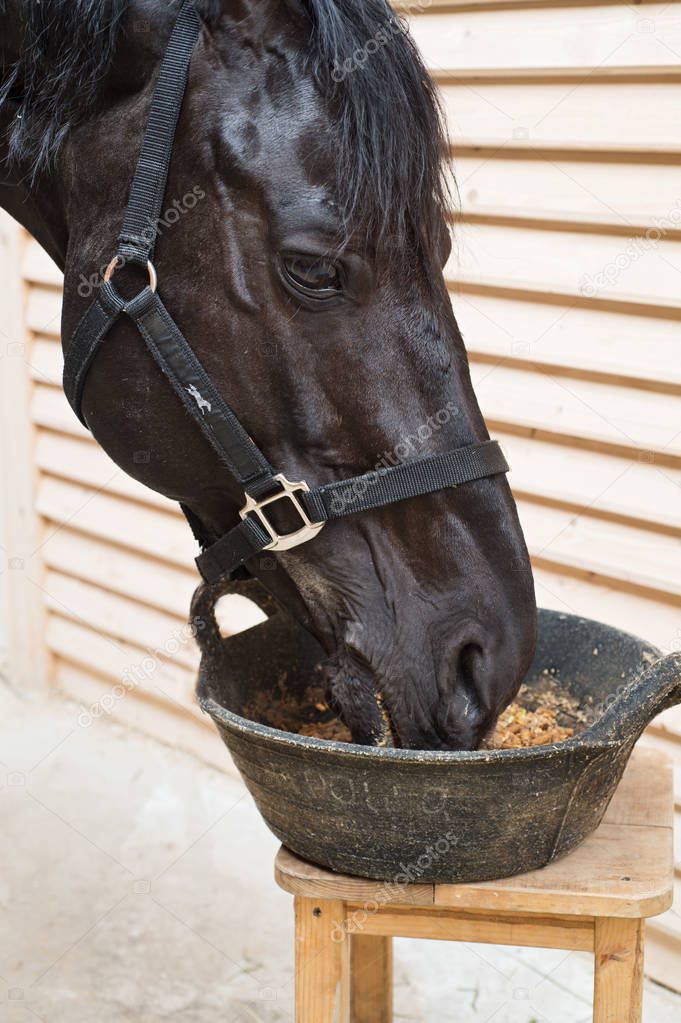 portrait of feeding  black horse in stable