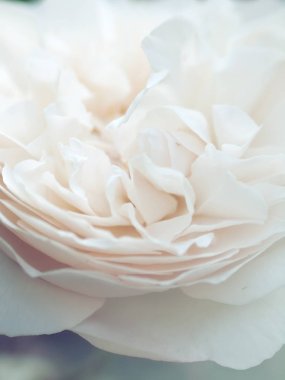 güzel beyaz gül çiçek romantik makro çekim. çiçek bulanıklık