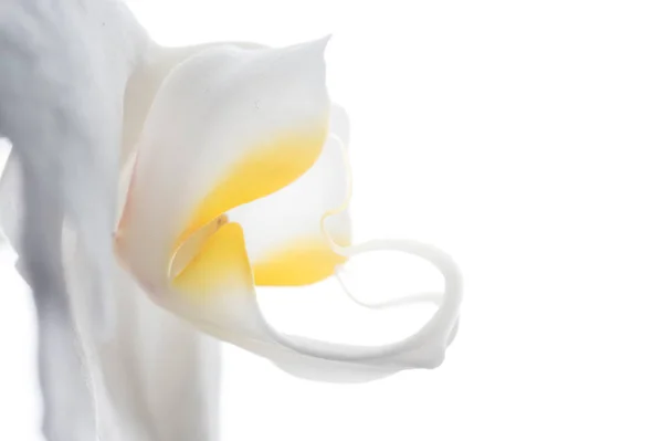 Bellissimo fiore bianco del Orchid intorno allo sfondo bianco. extrime m — Foto Stock