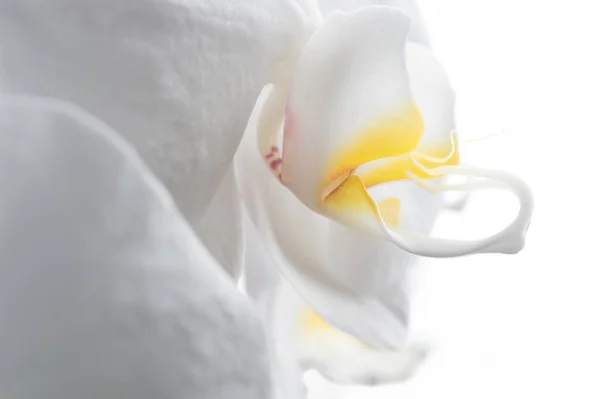 Vacker vit orkidé blomma runt vit bakgrund. Extrim m — Stockfoto