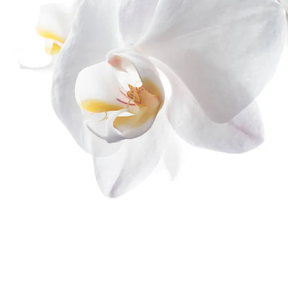 Белый цветок орхидеи на белом фоне. close up — стоковое фото