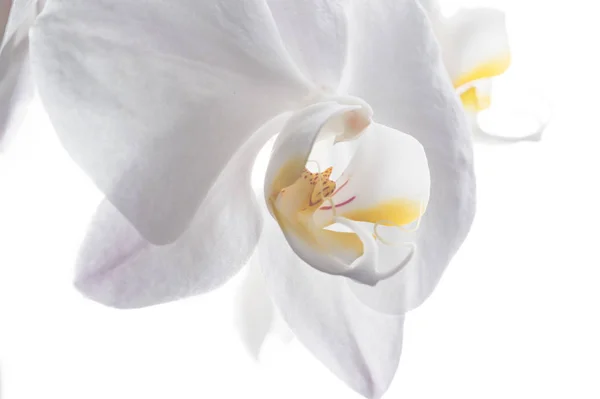Vacker vit orkidé blomma runt vit bakgrund. närbild — Stockfoto