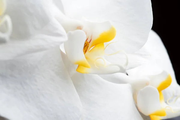 Vacker vit orkidé blomma runt svart bakgrund. Extrim — Stockfoto
