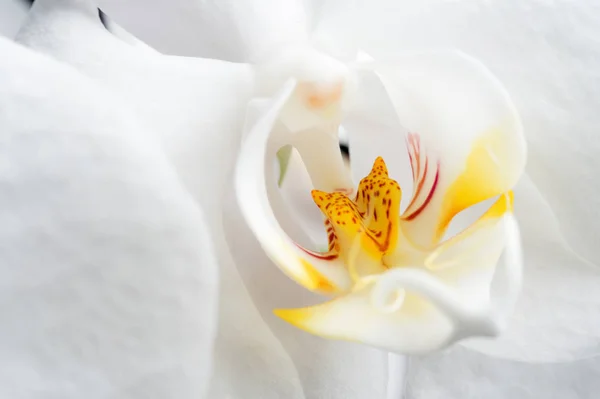 Vacker vit orkidé blomma. Extrim makro skott — Stockfoto