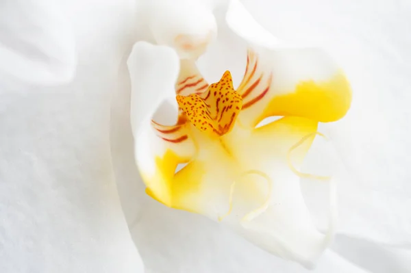 Vacker vit orkidé blomma. Extrim makro skott — Stockfoto