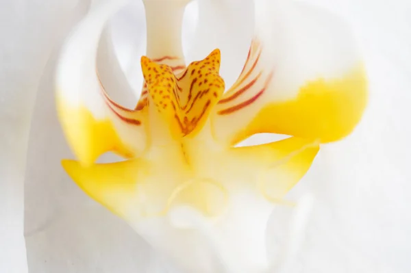 Belle fleur blanche d'orchidée. extrime macro shot — Photo