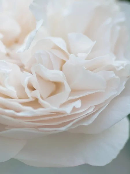 Macroshot romântico de bela flor de rosa branca. borrão floral — Fotografia de Stock