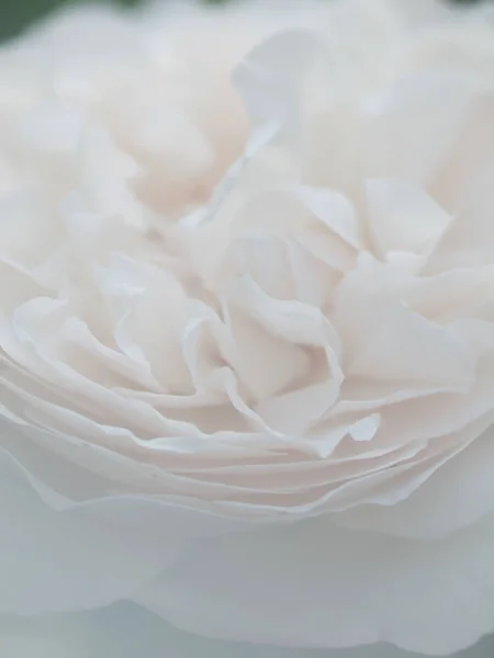 Plan macro romantique de belle fleur de rose blanche. flou floral — Photo