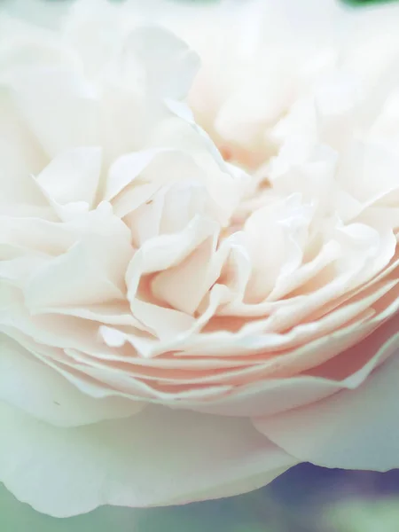 Macroshot romântico de bela flor de rosa branca. borrão floral — Fotografia de Stock